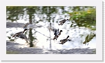 haapanat_Eurasian Wigeon_0821 * 800 x 433 * (239KB)
